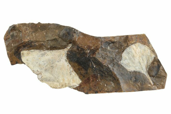 Two Fossil Ginkgo Leaves From North Dakota - Paleocene #236656